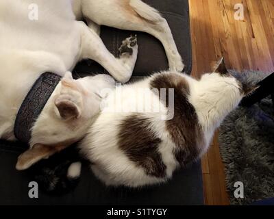 Un cane e gatto sdraiato accanto a ogni altro su un lettino. Foto Stock