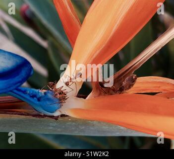 Formiche sul uccello del paradiso fiore Foto Stock