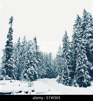 Prima neve su Snoqualmie Pass vicino a Seattle, nello stato di Washington Foto Stock