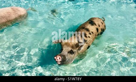 Nuoto suino nel Exuma Islands, Bahamas Foto Stock