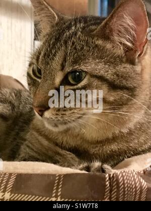 Ritratto di bella a pelo corto domestico o american tabby cat con bellissimi occhi verdi Foto Stock