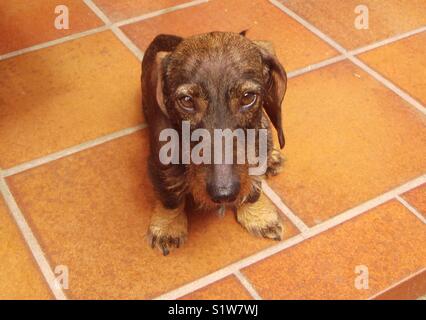 Cane Foto Stock