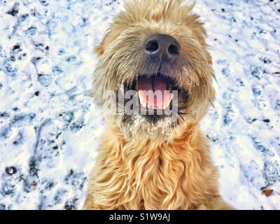 Felice di neve soffice cane Foto Stock