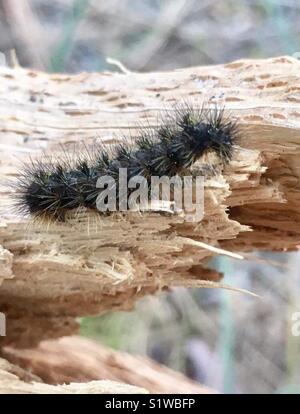 Caterpillar sul log Foto Stock