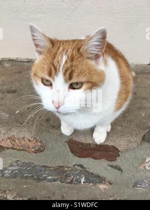 Cat on a chinarsi Foto Stock