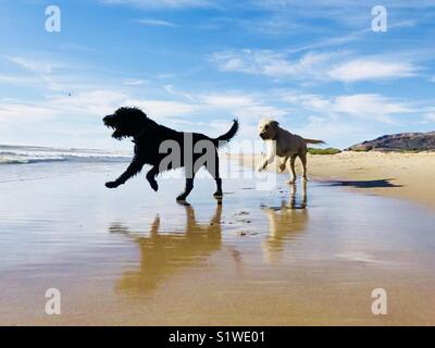 Due cani labradoodles giocando sulla spiaggia. Ventura, California USA. Foto Stock