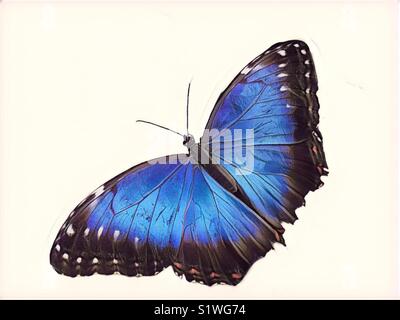 Viola imperatore butterfly Foto Stock