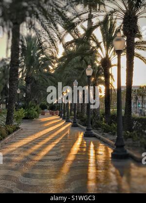 Un inizio di mattina sole splende dietro le palme lungo la promenade di Alicante, Spagna casting dolci ombre sui spalliere pavimentazione modellata Foto Stock