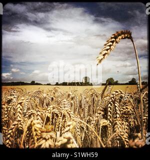 Il raccolto di grano di inverno in un campo pronto per la mietitura, North Yorkshire, Inghilterra, Regno Unito Foto Stock