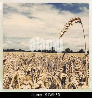 Campo di grano di inverno pronto per il raccolto, REGNO UNITO Foto Stock