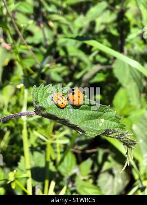 Ladybird e pupa larva su una foglia verde Foto Stock