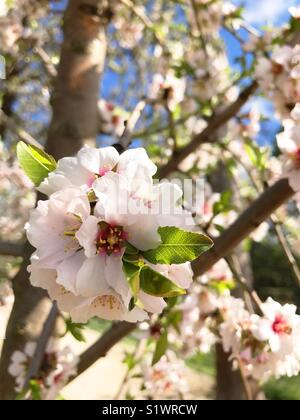 Mandorlo fiorito. Chiudere la vista. Foto Stock