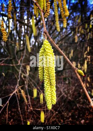 Giallo Hazel amenti in gennaio Foto Stock