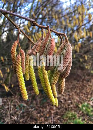 Giovani Hazel amenti in gennaio Foto Stock