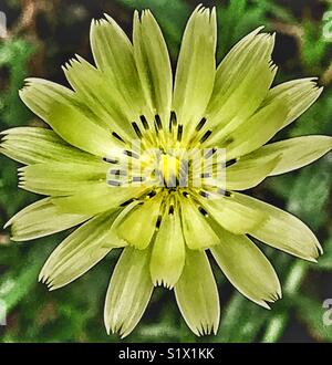 Fiore giallo close up, Carolina deserto cicoria, tarassaco famiglia, Pyrrhopappus carolinianus Foto Stock