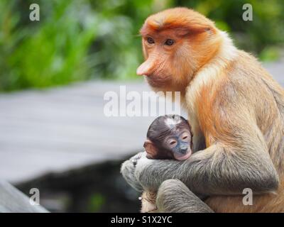 Wild proboscide scimmie in Borneo Foto Stock