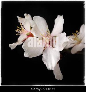 Primo Fiore di mandorla della stagione, la Catalogna, Spagna. Foto Stock