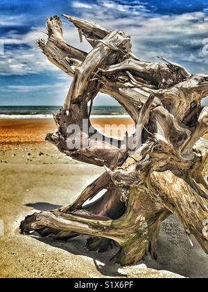 Twisted driftwood grafi ad albero sulla spiaggia Foto Stock