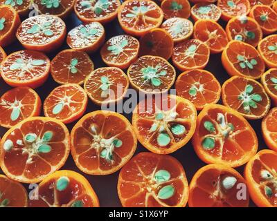 Limau kasturi limes, tagliate a metà e posta ad asciugare prima di effettuare pickle Foto Stock