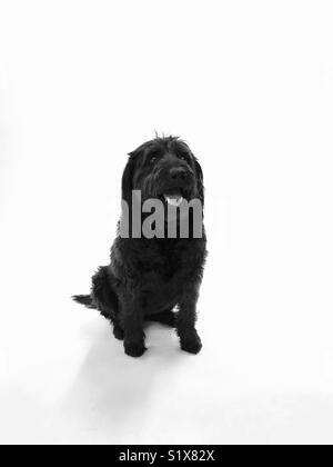 Un nero labradoodle cane su uno sfondo bianco. Foto Stock