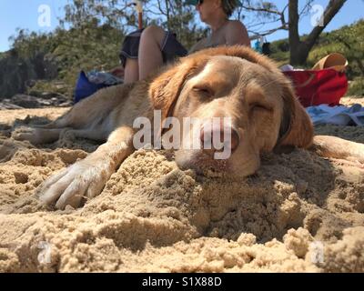 Un cane dorato con pane a croce del Labrador dorme molto tranquillamente sul caldo sole di una spiaggia australiana dorata con la sua donna proprietaria Foto Stock