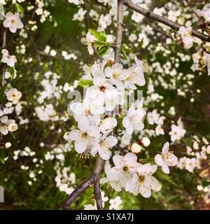 Fioriture primaverili, Biebrza National Park, Polonia Foto Stock