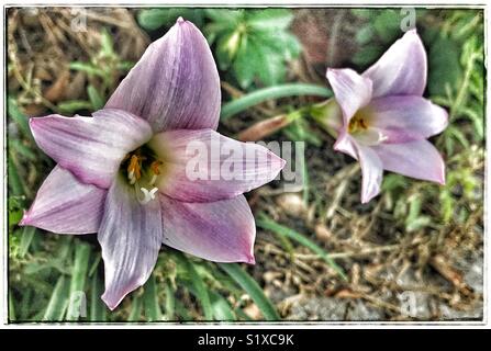 Gigli di pioggia in piena fioritura, Zephyranthes candida Foto Stock