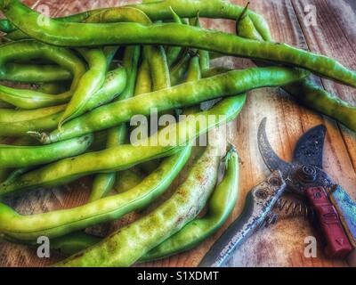 Vicia faba, noto anche come fava, fava, faba bean, tic bean appena raccolto dal giardino con secateurs Foto Stock