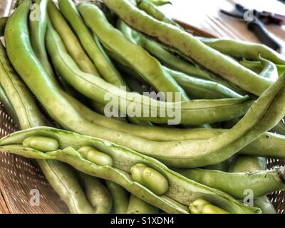 Vicia faba, noto anche come fava, fava, faba bean, tic bean, close up mostra fagiolini con secateurs in background Foto Stock
