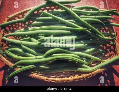 Appena raccolto i fagiolini verdi in un cestello Foto Stock