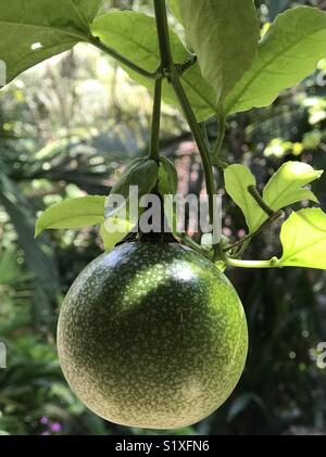 Frutti della passione non maturate con foglia verde Foto Stock