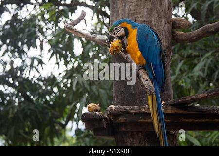 Blu e Giallo Macaw mangiare Foto Stock