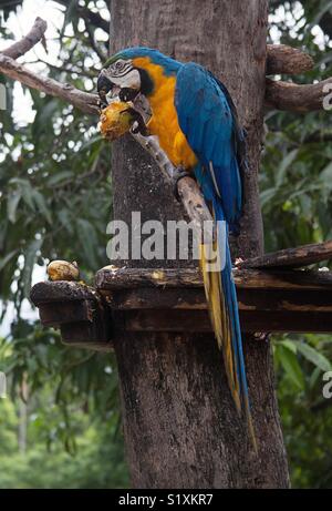 Blu e Giallo Macaw mangiare Foto Stock