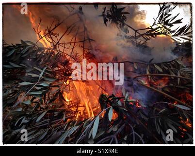 La mattina presto di oliva falò di potatura, la Catalogna, Spagna. Foto Stock