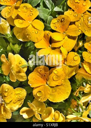 Pansies giallo con gocce di rugiada nel caldo sole del mattino, Viola Wittrockiana Foto Stock