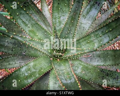 Aloe aculeata impianto Foto Stock