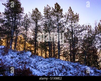 Alberi di pino in inverno con cielo crepuscolo dietro Foto Stock