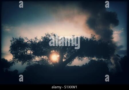 Lo spuntar del giorno tradizionale di oliva falò di potatura, la Catalogna, Spagna. Foto Stock