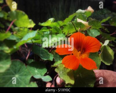 Bellissimo fiore di arancia Foto Stock