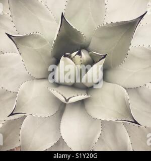 Agave parryi, dettaglio in bianco e nero Foto Stock