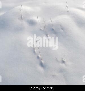 Lame di erba selvatica inserimenti attraverso la neve. Foto Stock