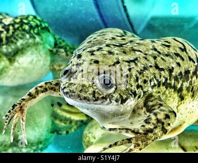 African artigliato frog guardando la fotocamera con grandi occhi Foto Stock
