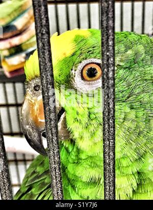 Giallo-incoronato Amazon parrot closeup Foto Stock