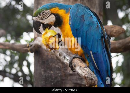 Blu e Giallo macaw mangiando un mango su un albero Foto Stock