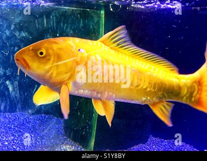 Giant Koi pesce nuotare in acquario Foto Stock