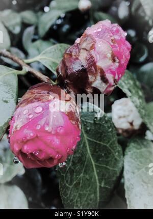 Pink Camellia gemme sulla boccola, bagnato con gocce di pioggia Foto Stock