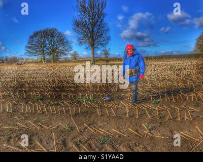 Rilevamento di metallo in un campo di stoppie in una fredda giornata invernale nel Somerset, Inghilterra Foto Stock