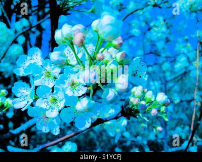 Blu foto colorate di bianco crab apple blossoms su albero Foto Stock