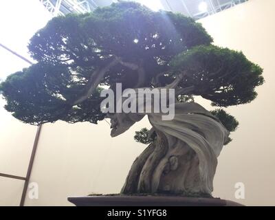 Rami ritorti della cava bellissimo albero di bonsai Foto Stock