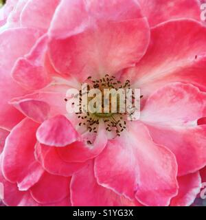 Rose in piena fioritura Foto Stock